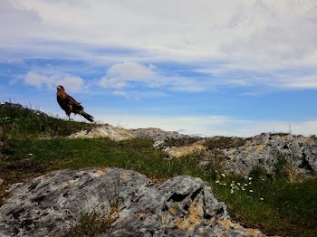 Red Tailed Hawk Bird Of Prey