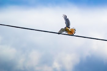 Red-tailed Hawk Flying over Black Cable
