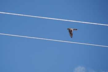 Red-tailed Hawk Flying Under Blue Sky