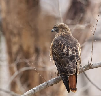 Red-tailed hawk. Free public domain | Free Photo - rawpixel