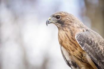 Red-tailed hawk. Free public domain | Free Photo - rawpixel