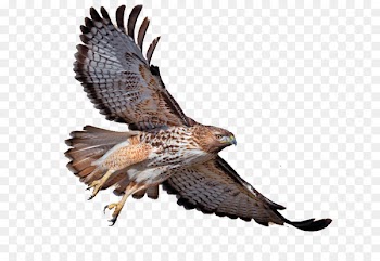 Red-tailed hawk Red-shouldered hawk Bird Bald Eagle Turkey vulture - eagle 