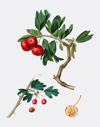 Red thorn-apple from Pomona Italiana (1817-18.. | Free stock vector - 488036