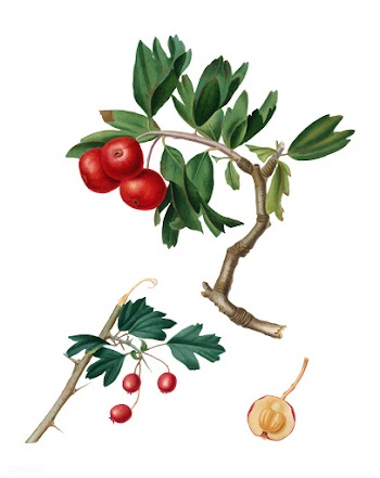 Red thorn-apple from Pomona Italiana illustra.. | Free stock vector - 488016