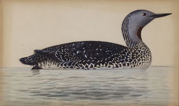 Red-throated diver, 1820 - 1868, | Free Photo - rawpixel