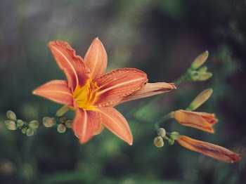 Red Tiger Lily Flower in Close-up Photography