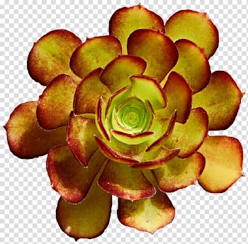 Red Tip Succulent Rose transparent background PNG clipart