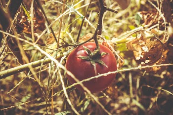 Red Tomato at Dried Plant