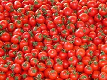 Red Tomatoes