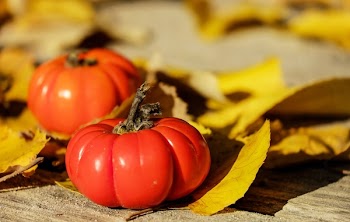 Red Tomatoes