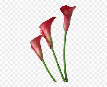 Red Transparent Calla Lilies Flowers Clipart - Calla Lily Flower Png