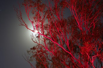red_tree_at_night.jpg