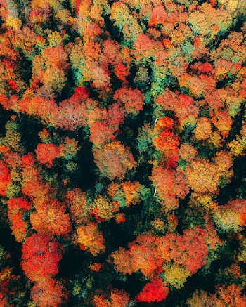 Red Trees
