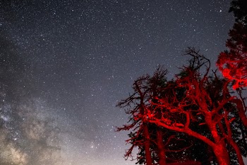 Red Trees Under Gray Skies