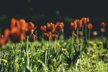 Red Tulip Flower Field
