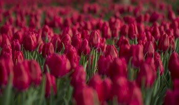 Red Tulip Flower Field Close-up Photo