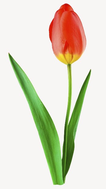 Red tulip flower sticker, Spring | Free PSD - rawpixel