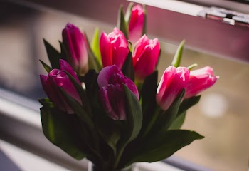 Red Tulip Flowers