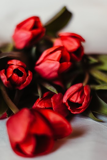 Red Tulip Flowers