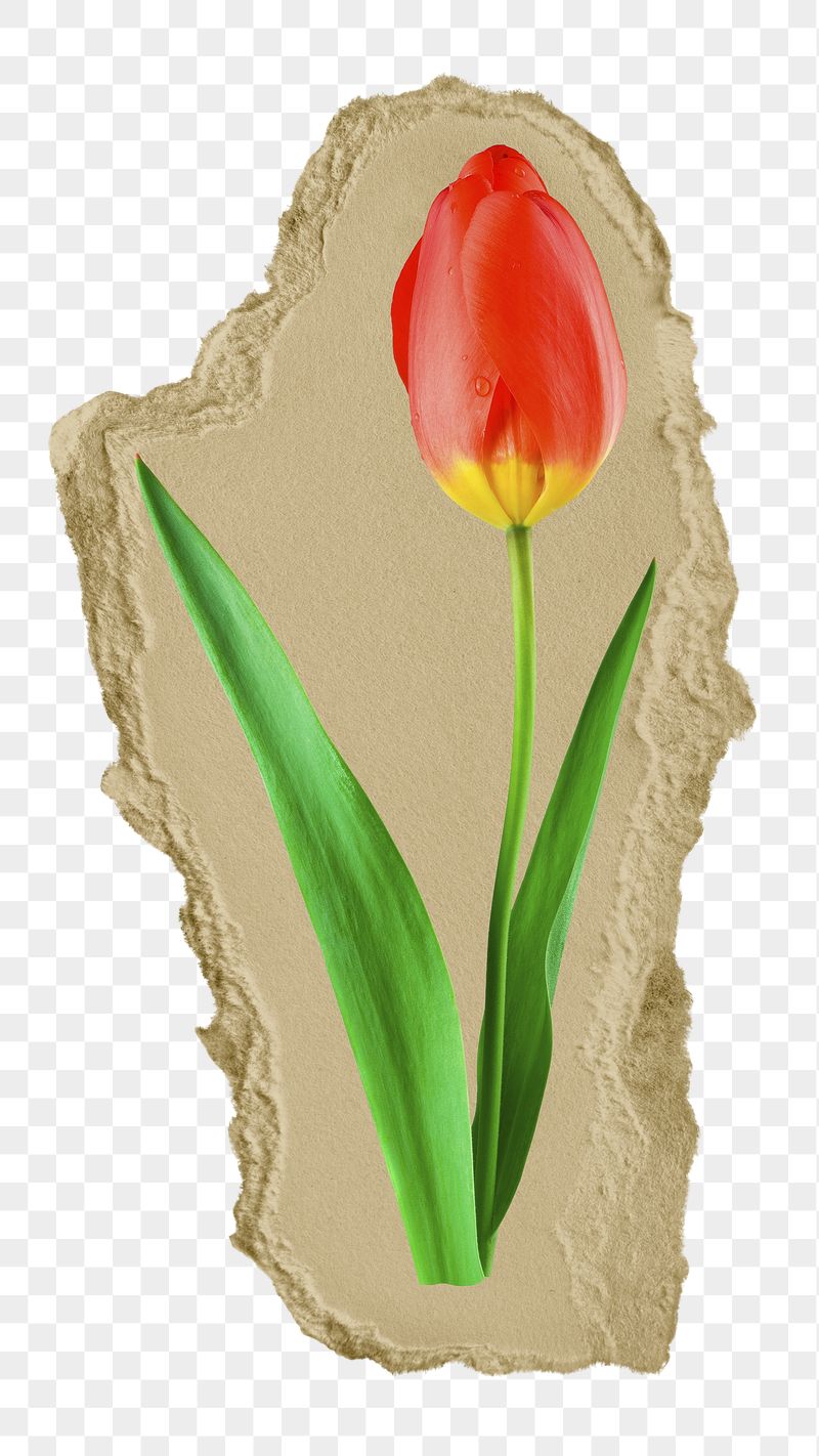 Red tulip png flower ripped | Free PNG - rawpixel