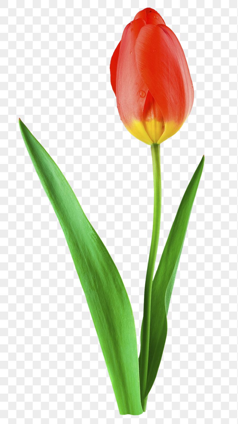 Red tulip png flower sticker, | Free PNG - rawpixel