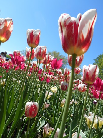 Red Tulip Under Clear Blue Sky