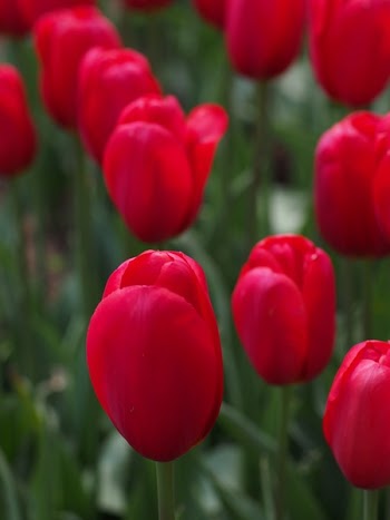 Red Tulips