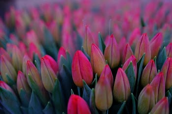 Red tulips
