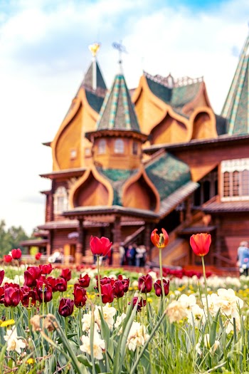 Red Tulips Flowers Near Multicolored House