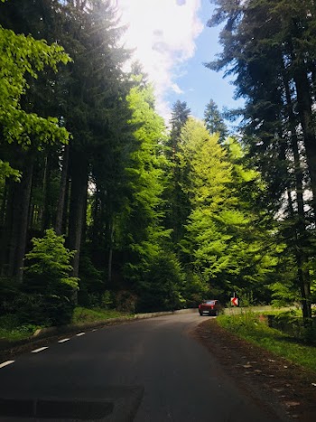 Red Vehicle On Road Surrounded With Tall And Green Trees