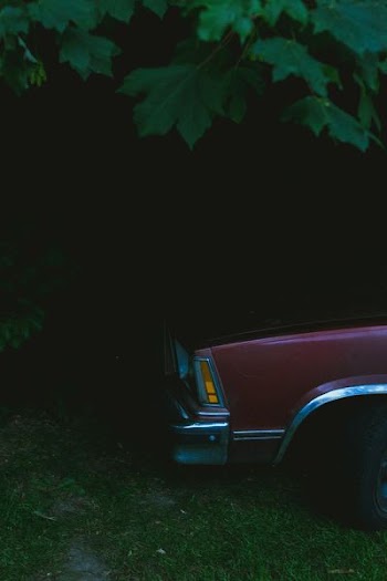 red vehicle under green tree