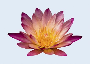 Red water lily, flower clipart | Free PSD - rawpixel