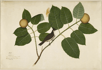 Red-whiskered Bulbul and Aganais Ficus | Free Photo - rawpixel