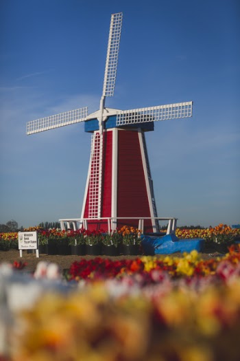 Red, White, and Blue Windmill