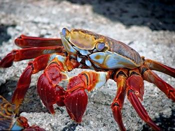 Red White and Brown Crab