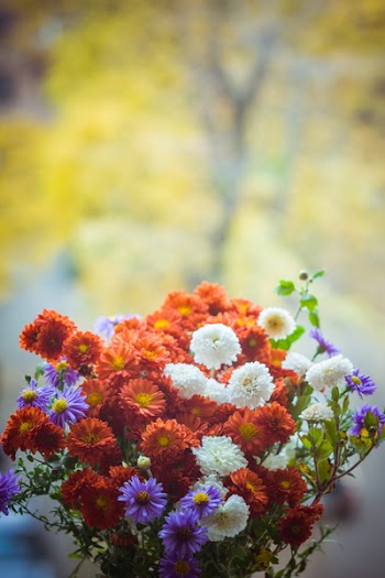 Red, White, and Purple Flowers