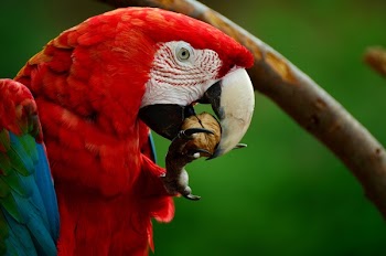 Red White Blue and Green Parrot Bird