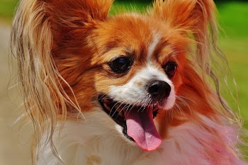 Red White Papillon
