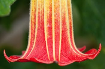 Red White Upside Down Flower