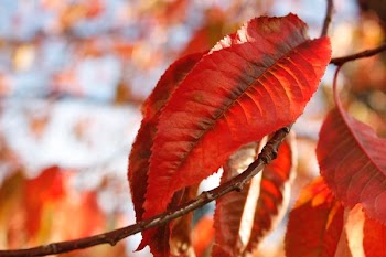 red withering leaves macro photography