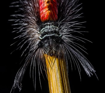Red Yellow and Black Caterpillar