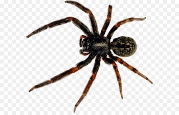 Redback spider Black house spider - Spider Png Image 