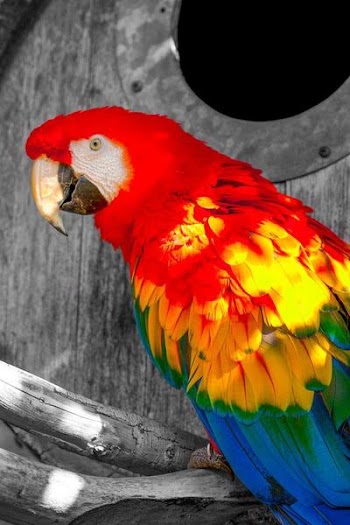RedBird.jpg