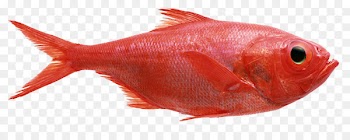 Redfish Northern red snapper Red mullet Seafood - fish 