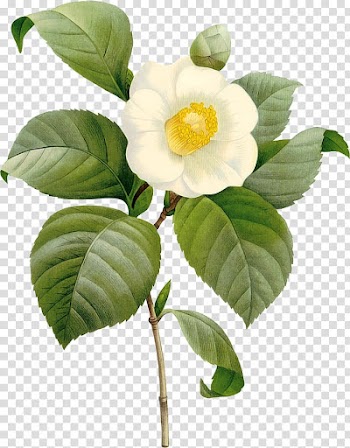 Redoute Flowers and Fruits CD-ROM and Book , flower transparent background PNG clipart
