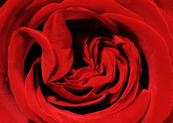 RedRoseEF_1501.jpg