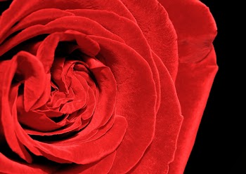 RedRoseEf_1506.jpg