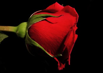 RedRoseEF_1518.jpg