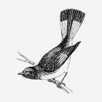 Redstart bird drawing, vintage animal | Free Photo - rawpixel