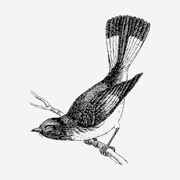 Redstart bird drawing, vintage animal | Free PSD - rawpixel
